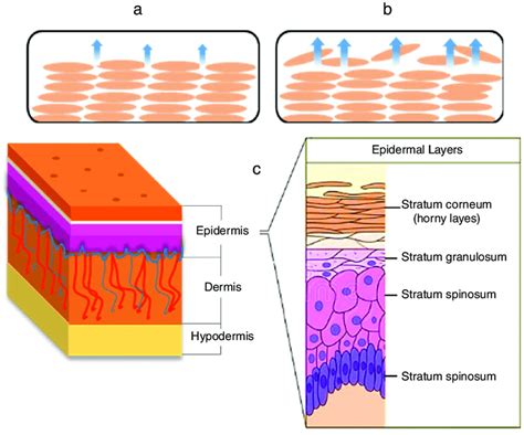 measurement of stratum corneum thickness|five subdivisions of stratum corneum.